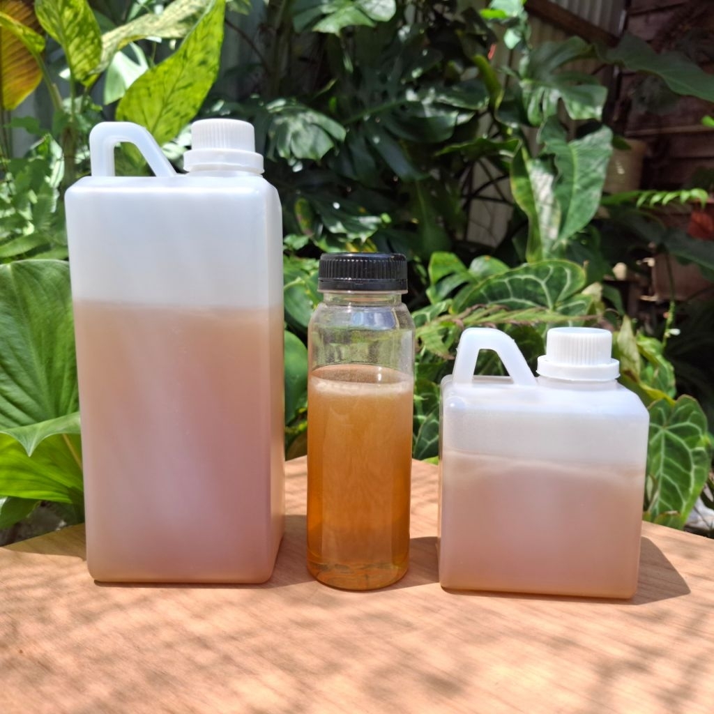 

Madu Lebah Jenis Apis Hutan KalBar