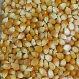 

JAGUNG POPCORN KERING 250gram
