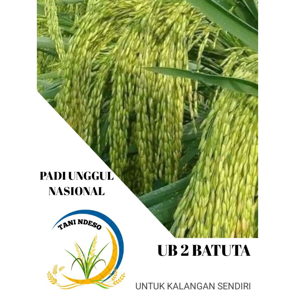 Benih/bibit padi UB2 BATUTA kemasan 5kg