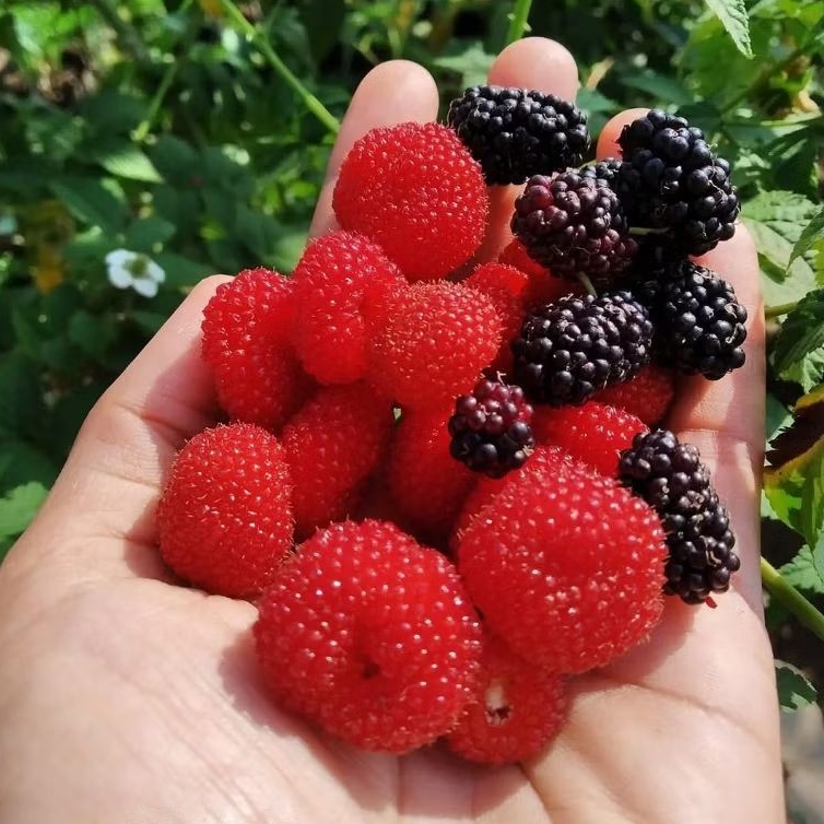 Bibit raspberry/berry hutan Arbei