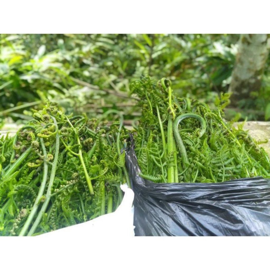 

Pakis Sayur segar dan prees baru di petik pakis sayur berkualitas neto 250gram