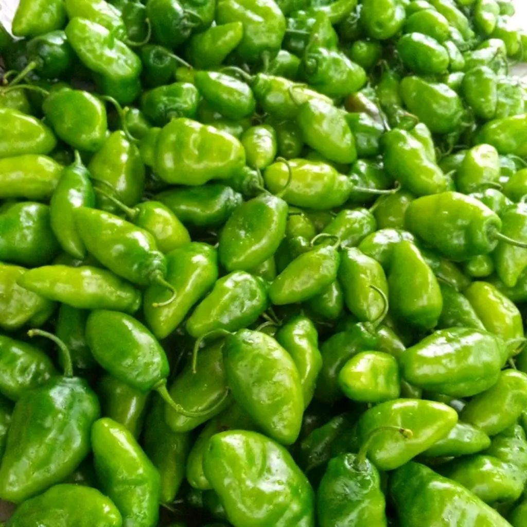 

cabe gendot super spesialis pengiriman luar pulau Kalimantan Riau Maluku Jambi Bali Lampung Sumatera papua NTB NTT Aceh tahan busuk