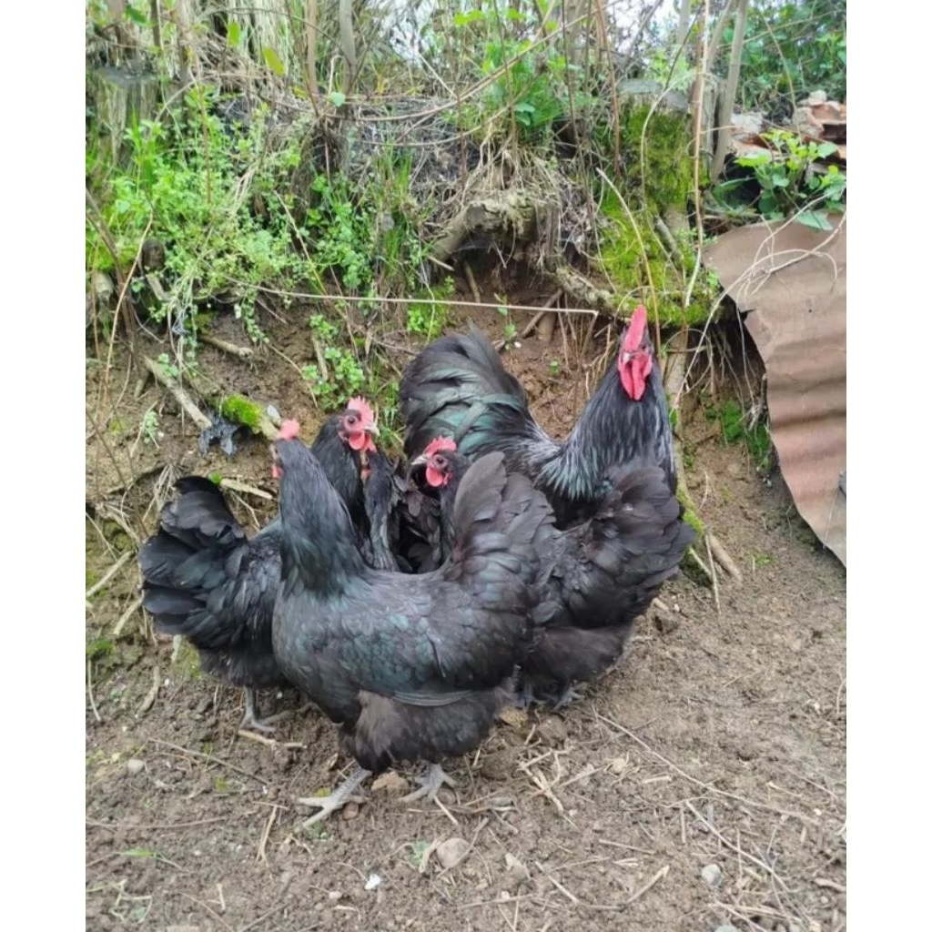 

telur fertil ayam black australorp ory inmpor