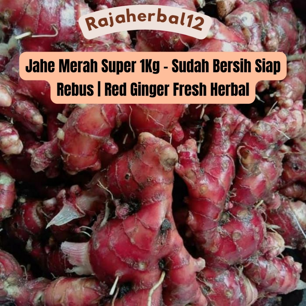 

FRESH PRODUK JAHE MERAH SEGAR / JAHE MERAH SEGAR