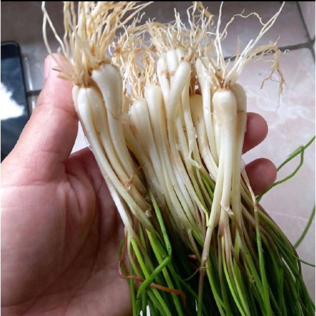 

BAWANG KUNCAI BAWANG RAMBUT BAWANG 1 IKAT SIAP MASAK SUDAH BERSIH