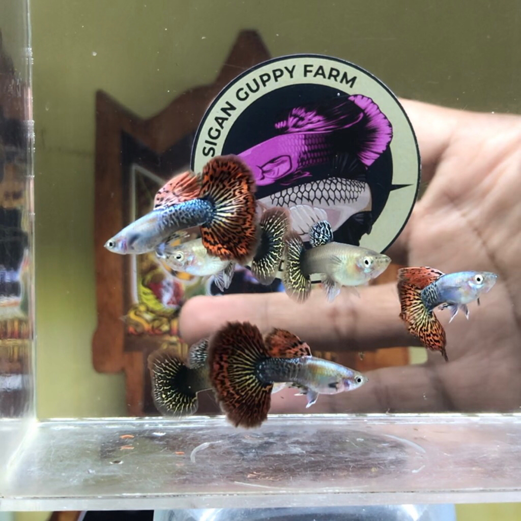 Guppy Hiasan Aquarium | Platinum red dragon