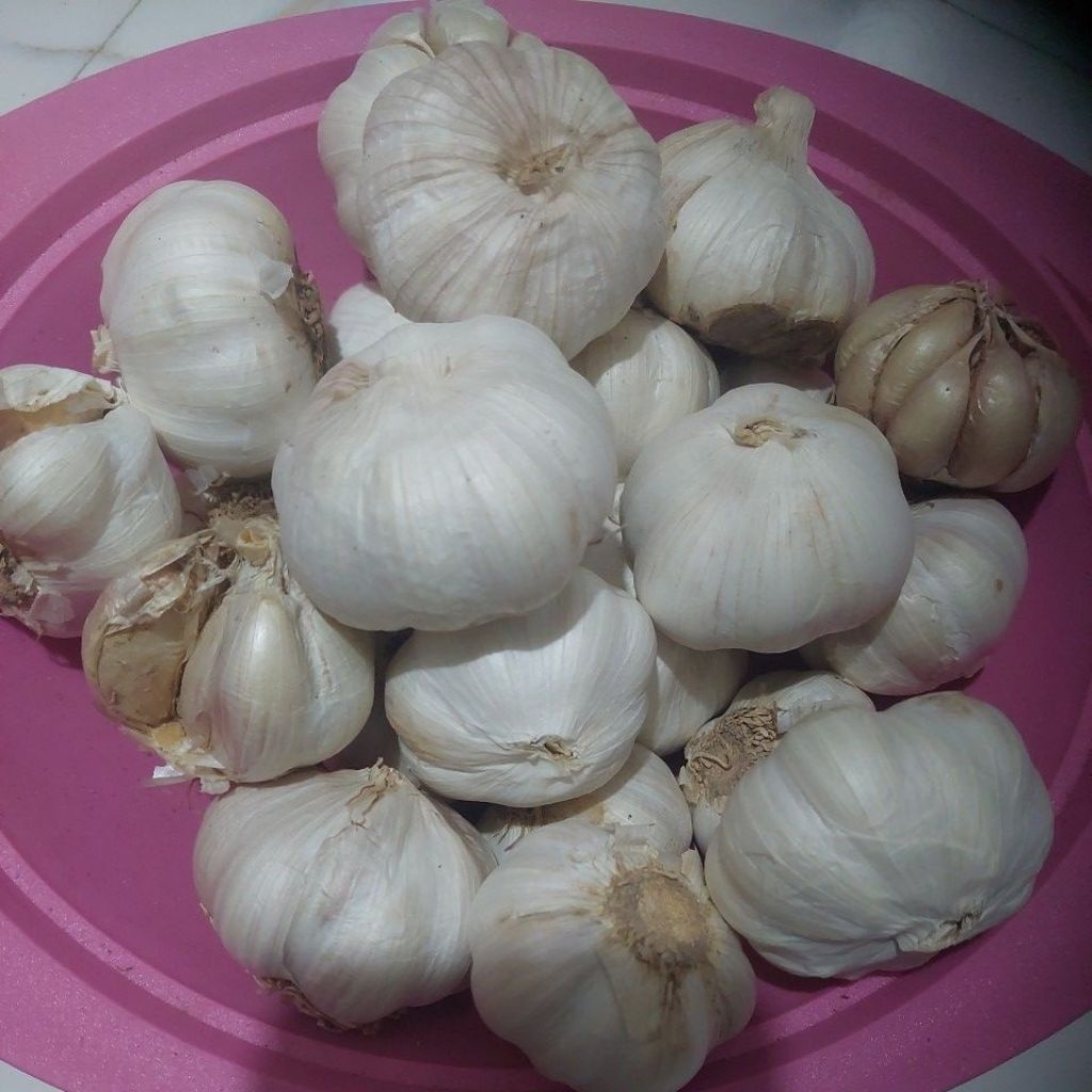 

bawang Putih