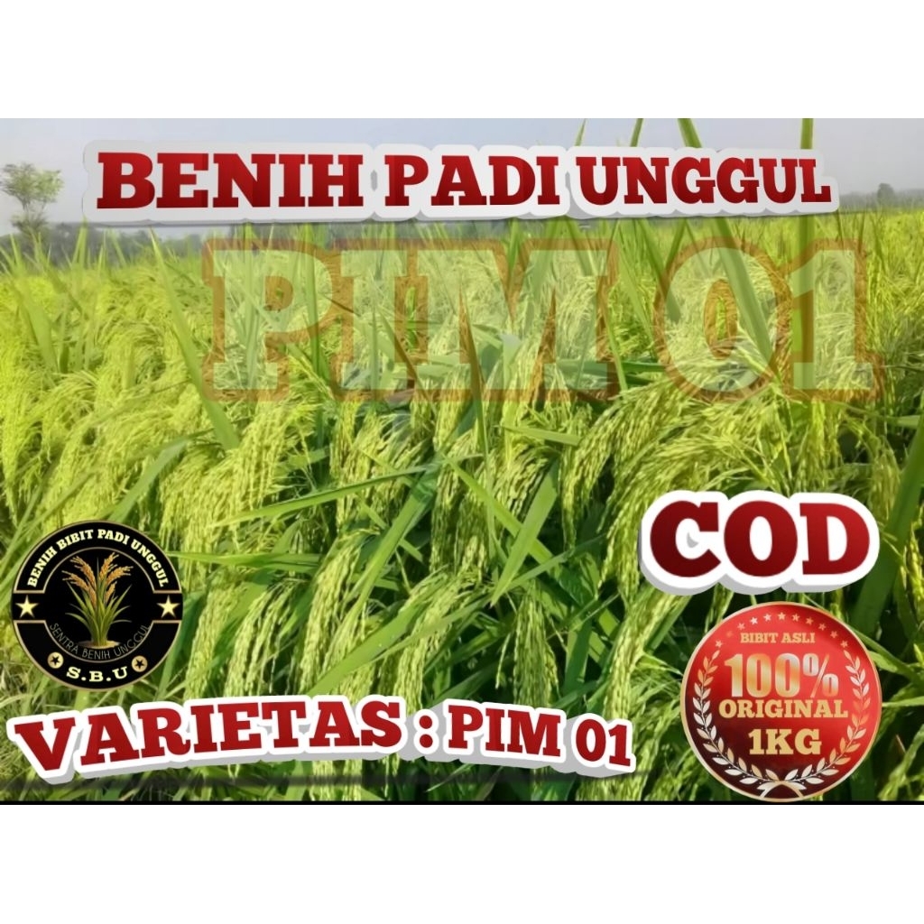 BENIH PADI UNGGUL PIM 01 SUPER KEMASAN 1KG
