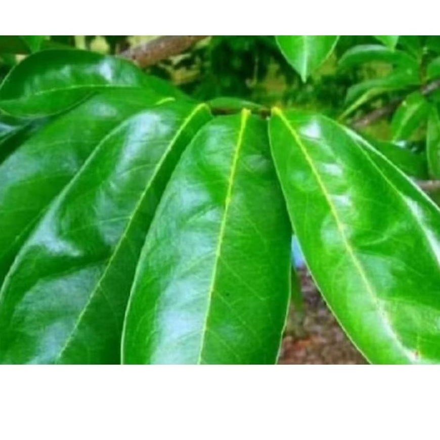 

100 lembar daun sirsak