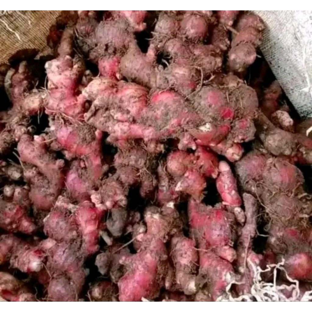 

JAHE MERAH ASLI BERKUALITAS isi 1kg