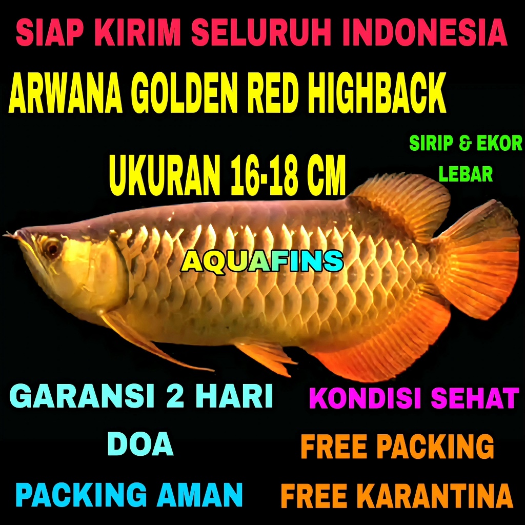 HIASAN ARWANA GOLDEN RED RTG HIGHBACK SCLEROPAGES FORMOSUS UKURAN 16-18 CM
