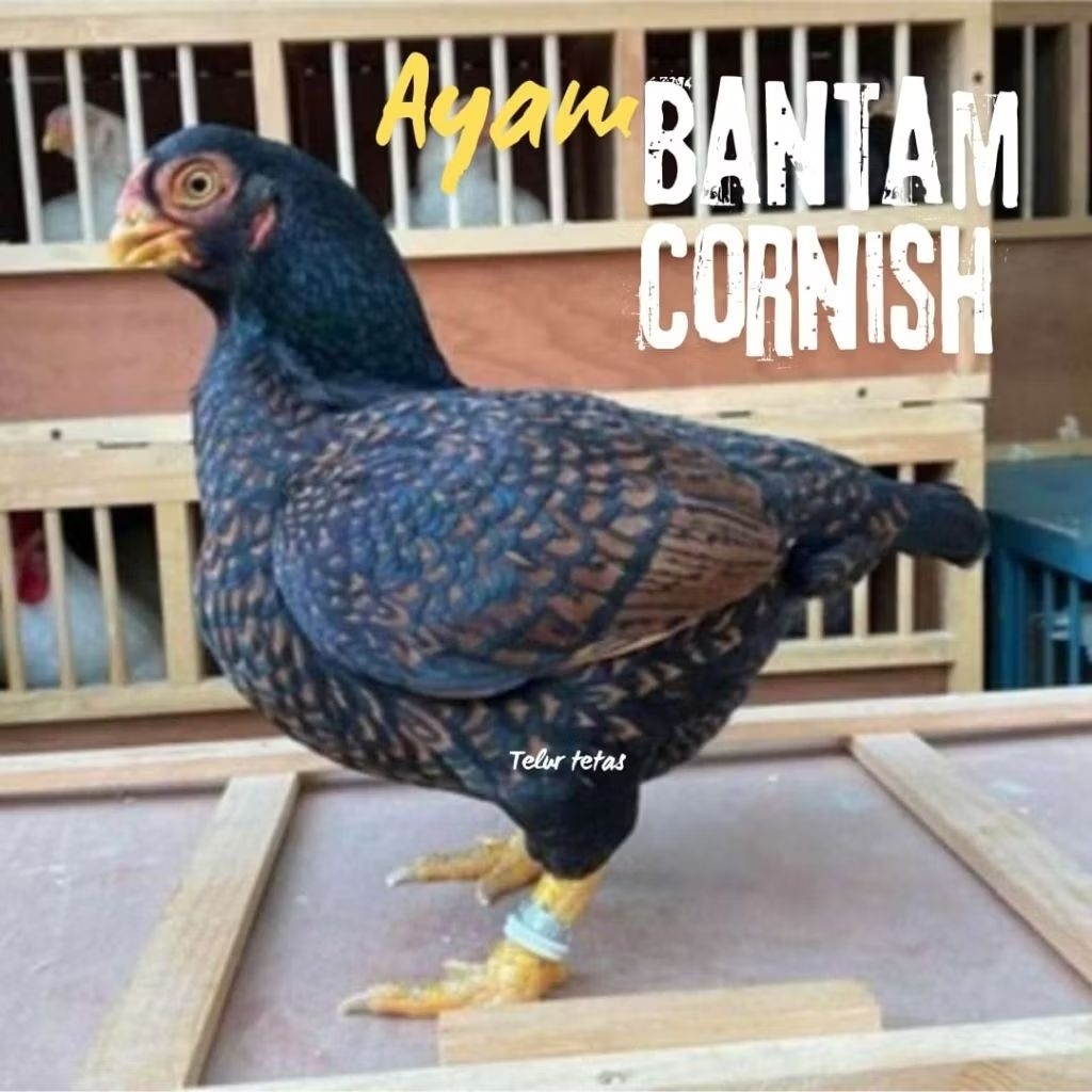 

telur ayam batam cornish asli bisa untuk di tetaskan