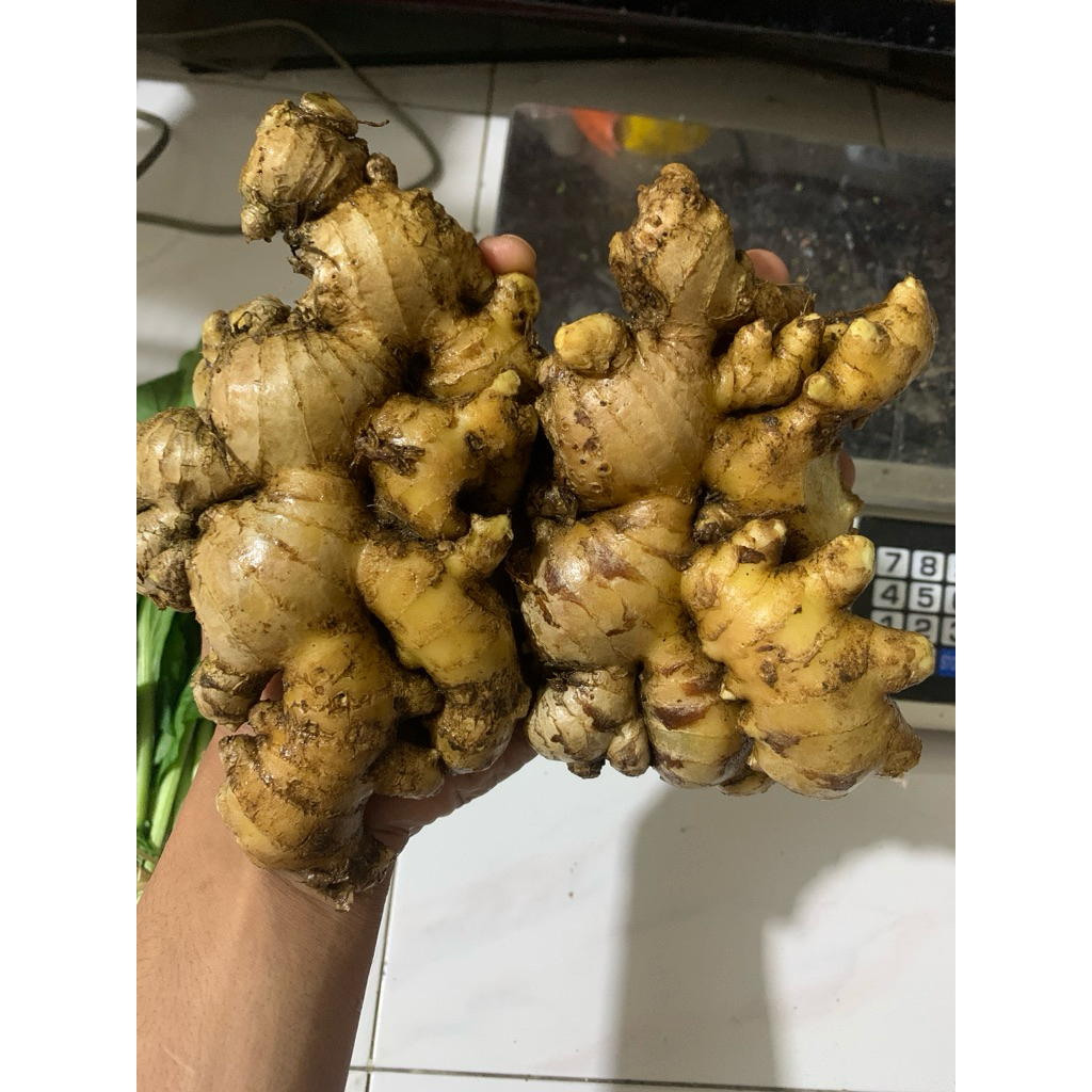 

Jahe Gajah - 500gram