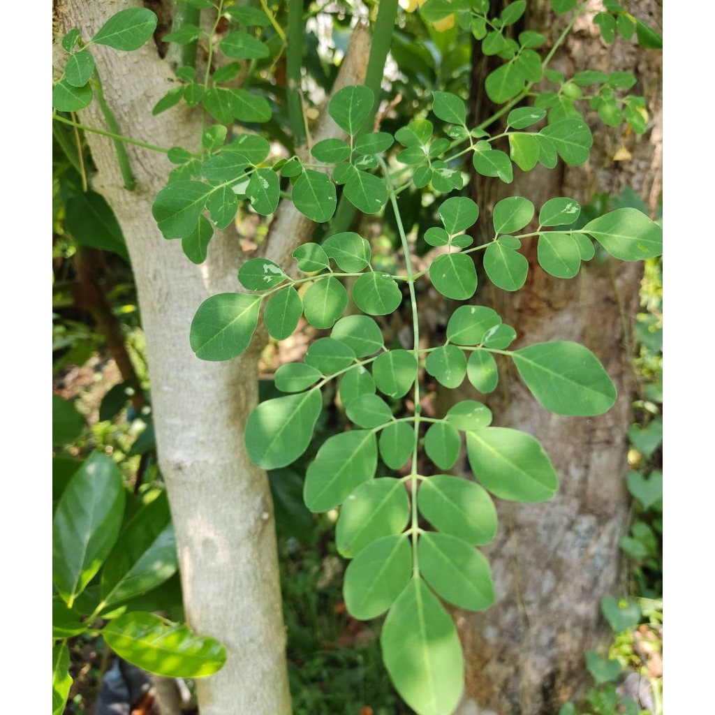 

jual daun kelor berkualitas tinggi/500gram