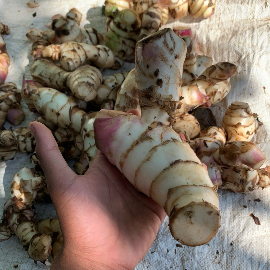 

Umbi ganyong/ganyol segar pres panen langsung paket per 1kg