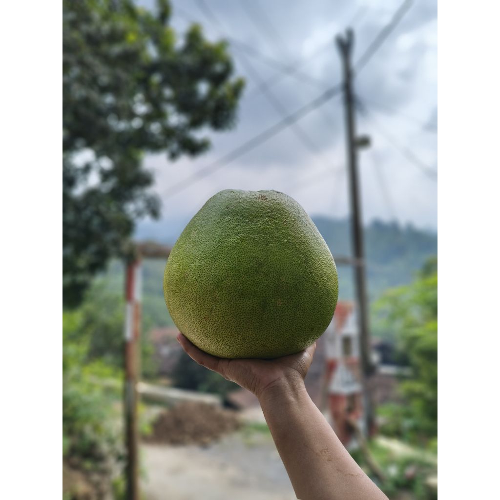 

JUMBO 2 Kg Up- Jeruk Pamelo Madu Muria, seper segar,manis, banyak airnya