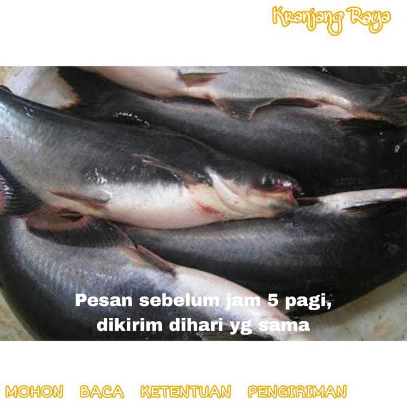 

Ikan patin