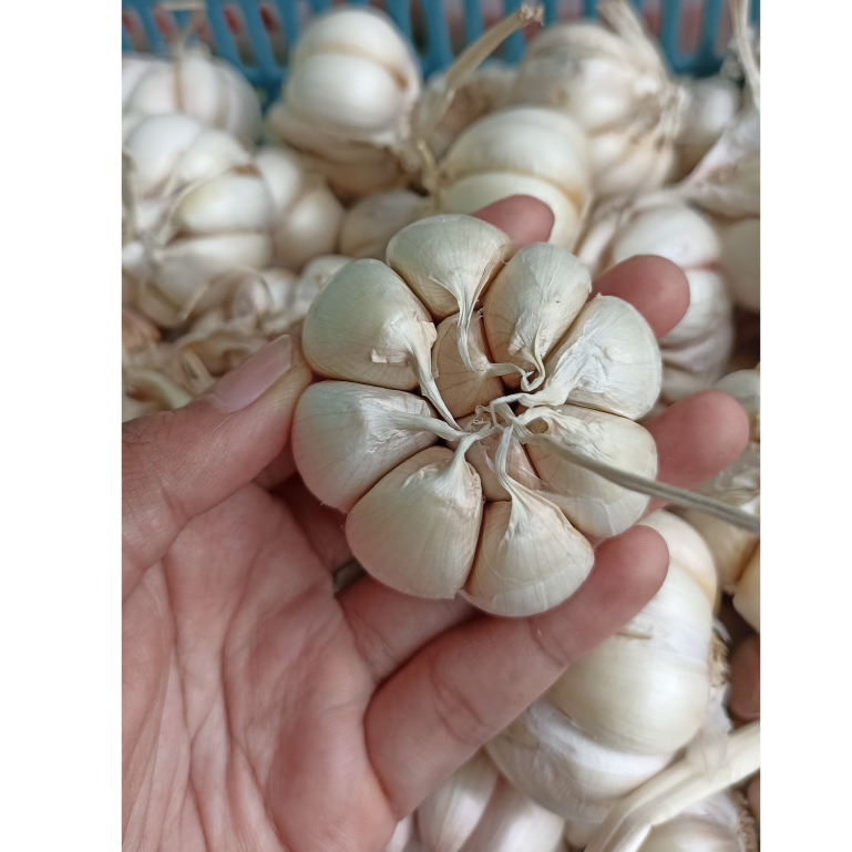 

Bawang Putih Tunggal Bersih kemasan 500 gram