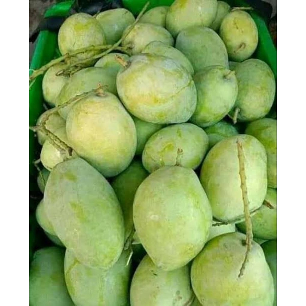 

Buah Mangga Indramayu Manis Harum Segar 1 Kg