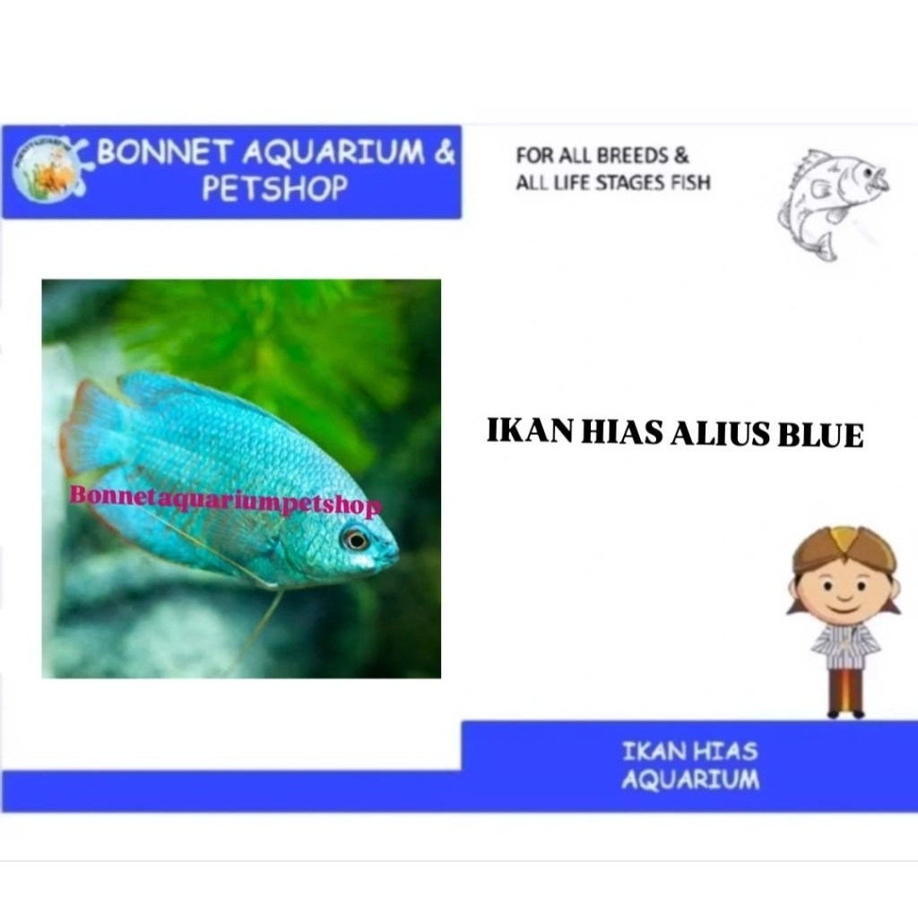 IKAN HIAS ALIUS BLUE GURAMI MINI DWARF ONLY INSTAN