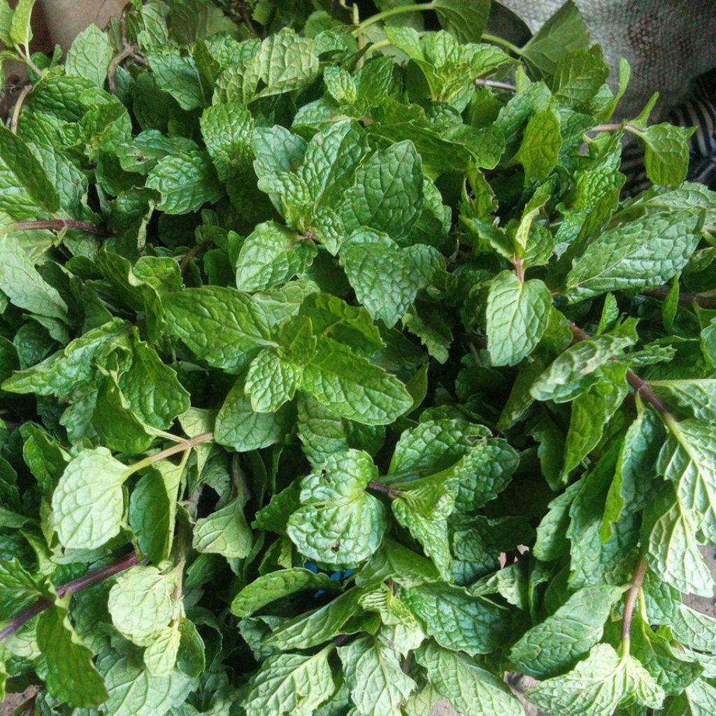 

Daun minit segar baru metik