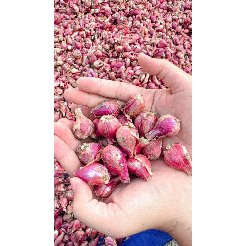 

Bawang Merah Asli Brebes Kering Fresh Kemasan 1 Kg