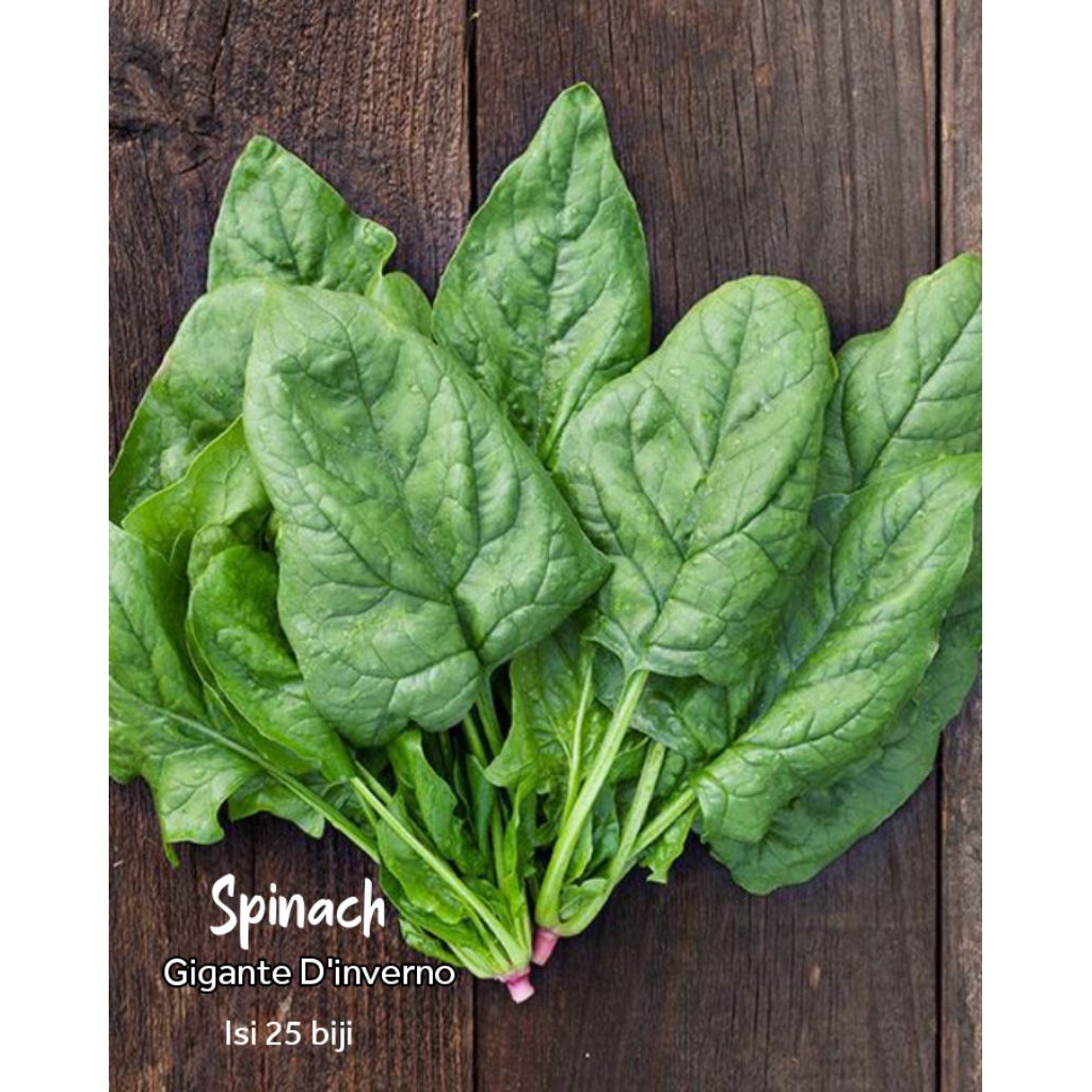 

Spinach Gigante D'inverno bayam jumbo horenso benih biji heirloom