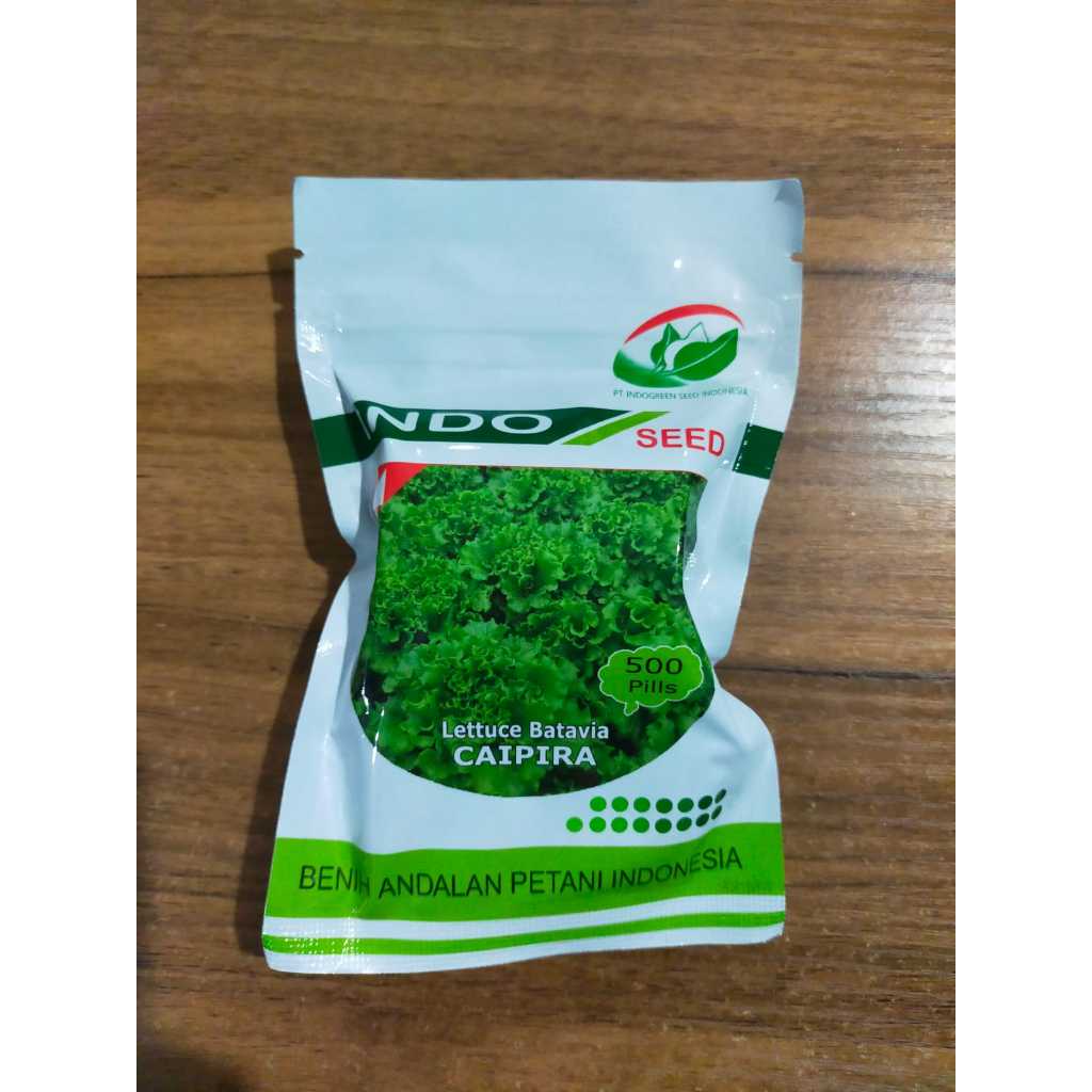 Benih bibit Selada CAIPIRA Batavia Lettuce Caipira Indo seed isi 500 pills