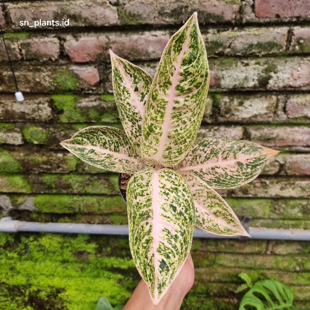 tanaman hias aglonema mutiara alba. (TANLOK)