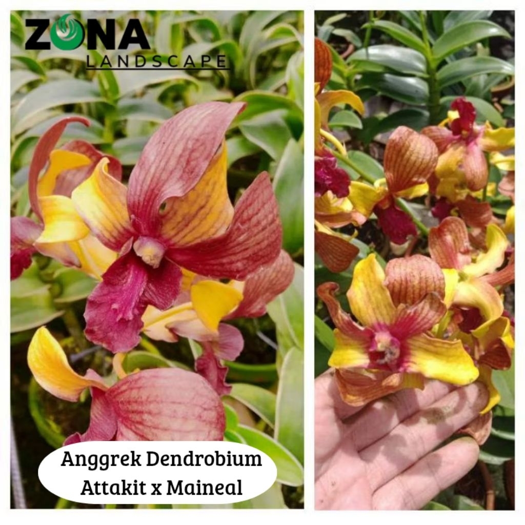 Bunga Anggrek Attakit × Mainneal (+Pot Tanah Liat & Media) Anggrek Dendro Import