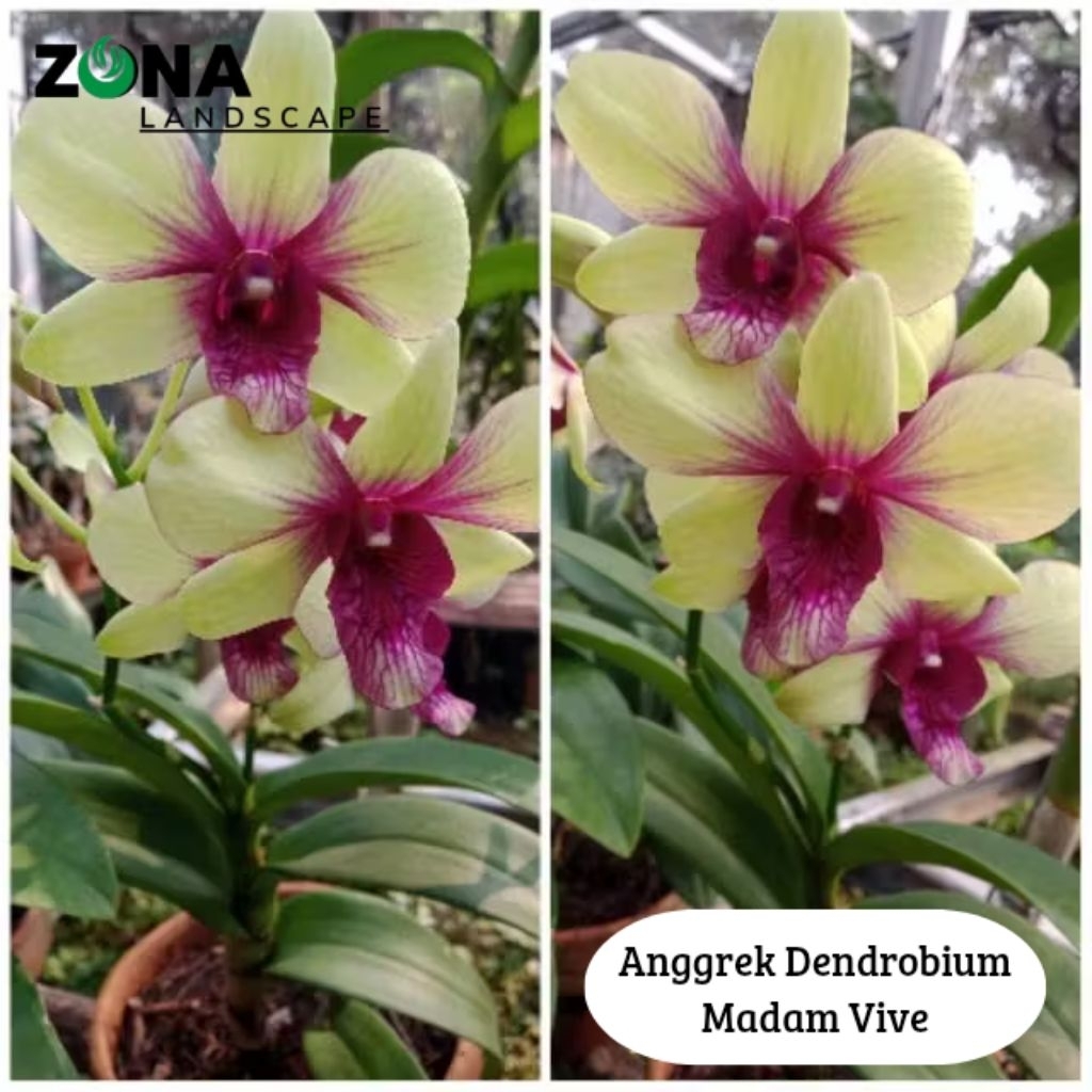 Bunga Anggrek Dendrobium Madam Vive (+Pot Tanah Liat & Media) Anggrek Dendro Import