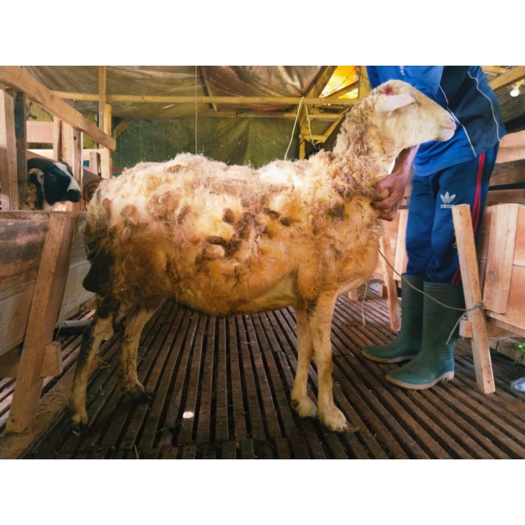 

Domba Qurban orderan ibu ratmi