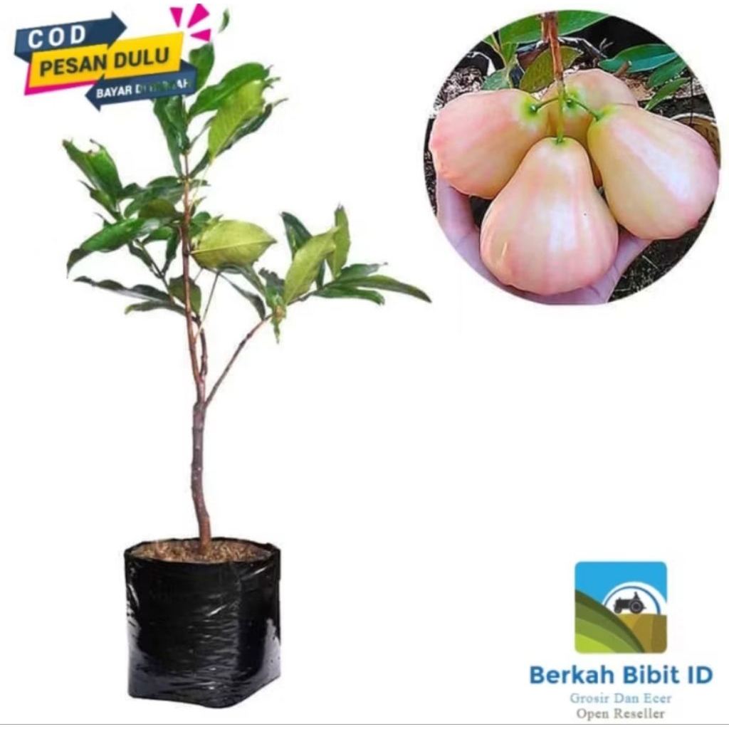 bibit jambu air king rose super unggul