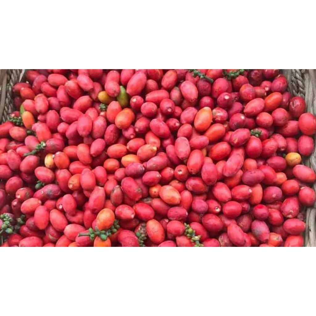 

buah melinjo belum dikupas 1 kg
