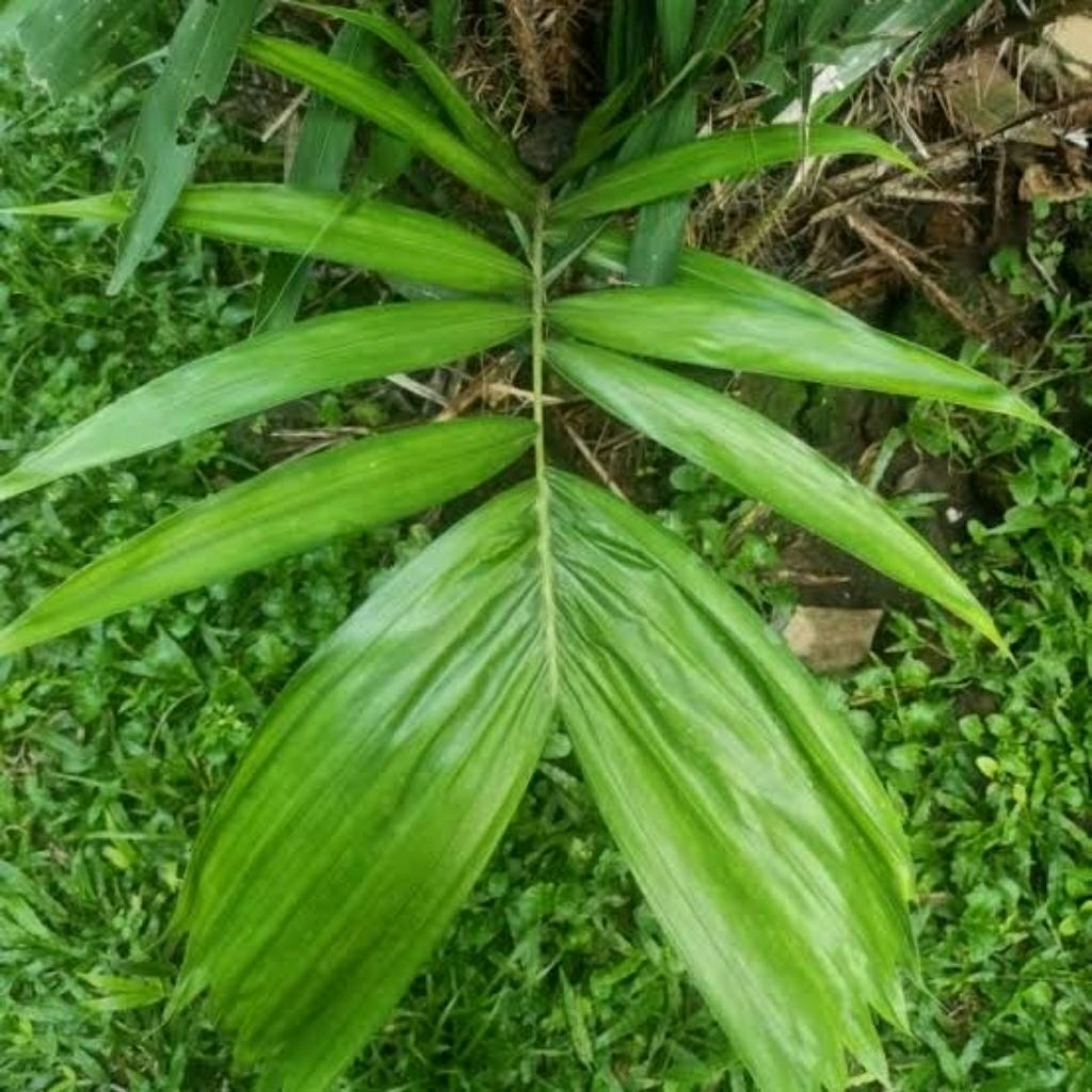 

Daun Salak segar 250 gram