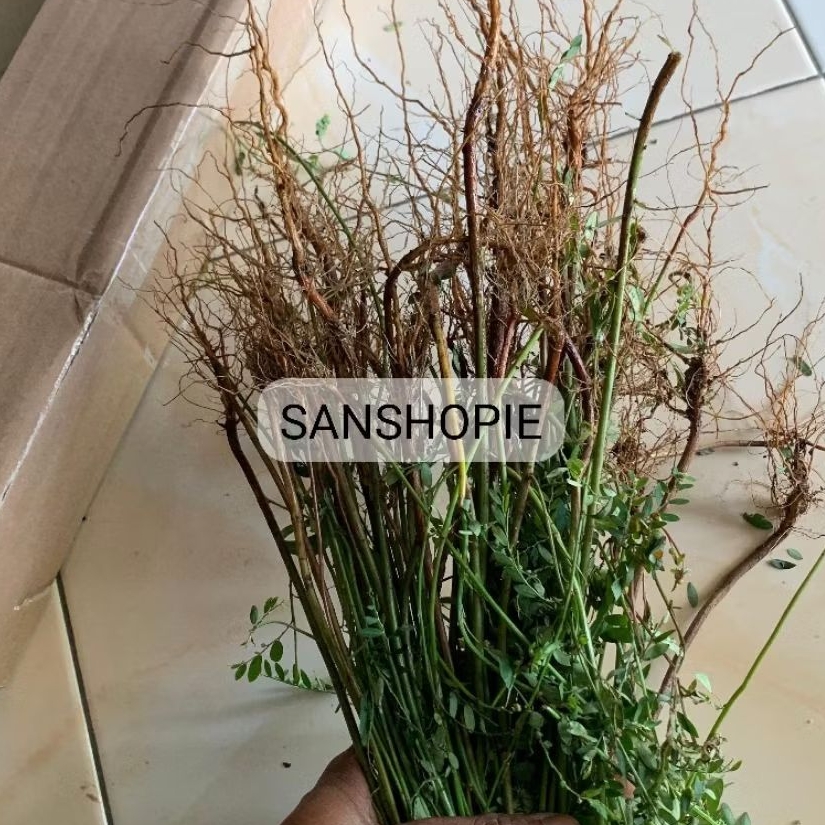 

Akar meniran segar Petik langsung