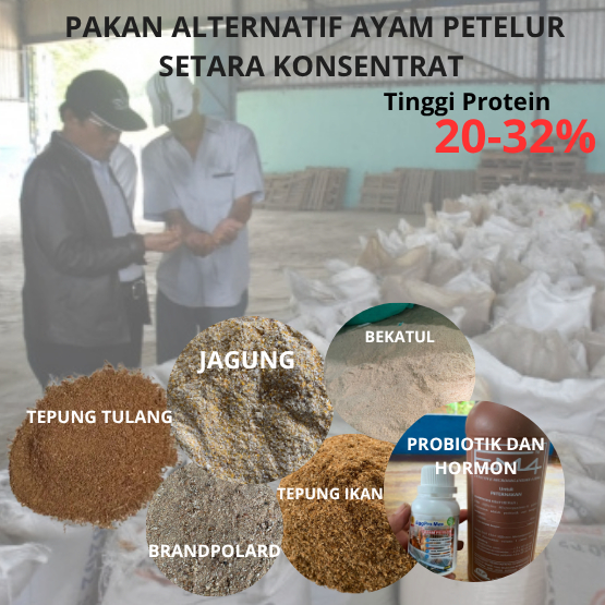 Pakan Ayam Protein tinggi,kosentrat petelur ,terbukti ampuh 1 sak 10,25,50 KG