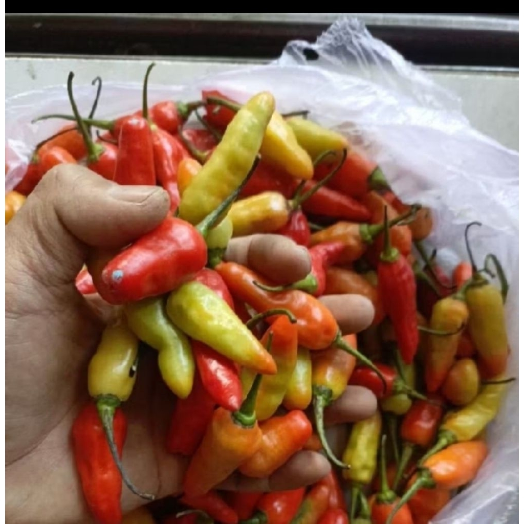 

Cabe Rawit Super Fresh Baru Petik 1Kg
