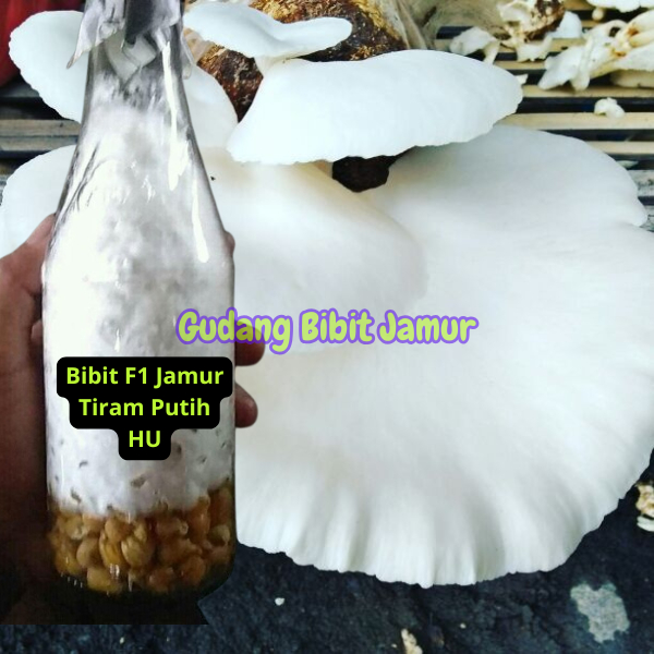 Bibit F1 Jamur Tiram Putih Jenis HU Berkwalitas