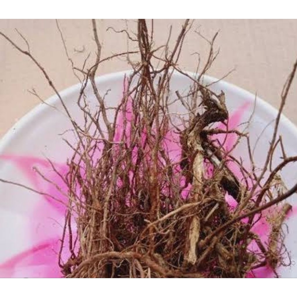 

Akar kumis kucing segar 250 gram organik-az