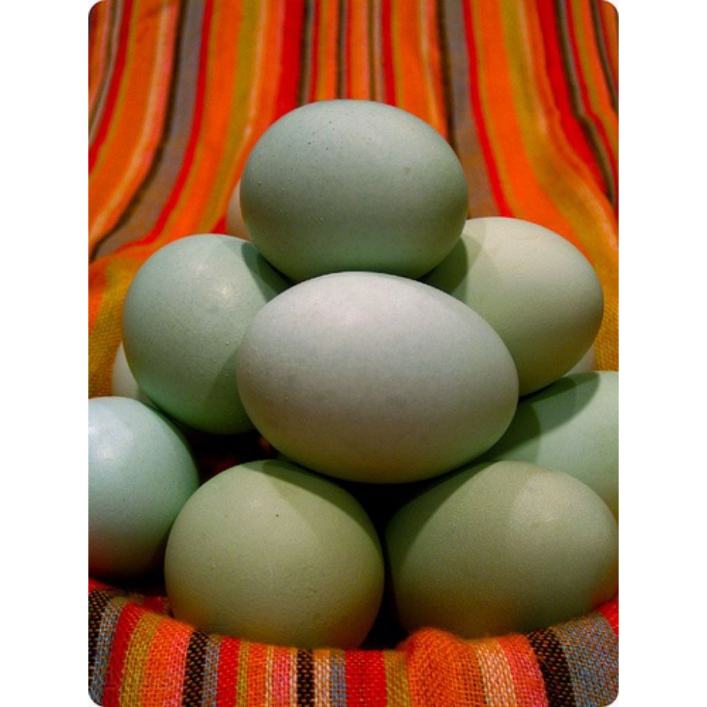 

Telur Bebek Kampung Kualitas Terbaik