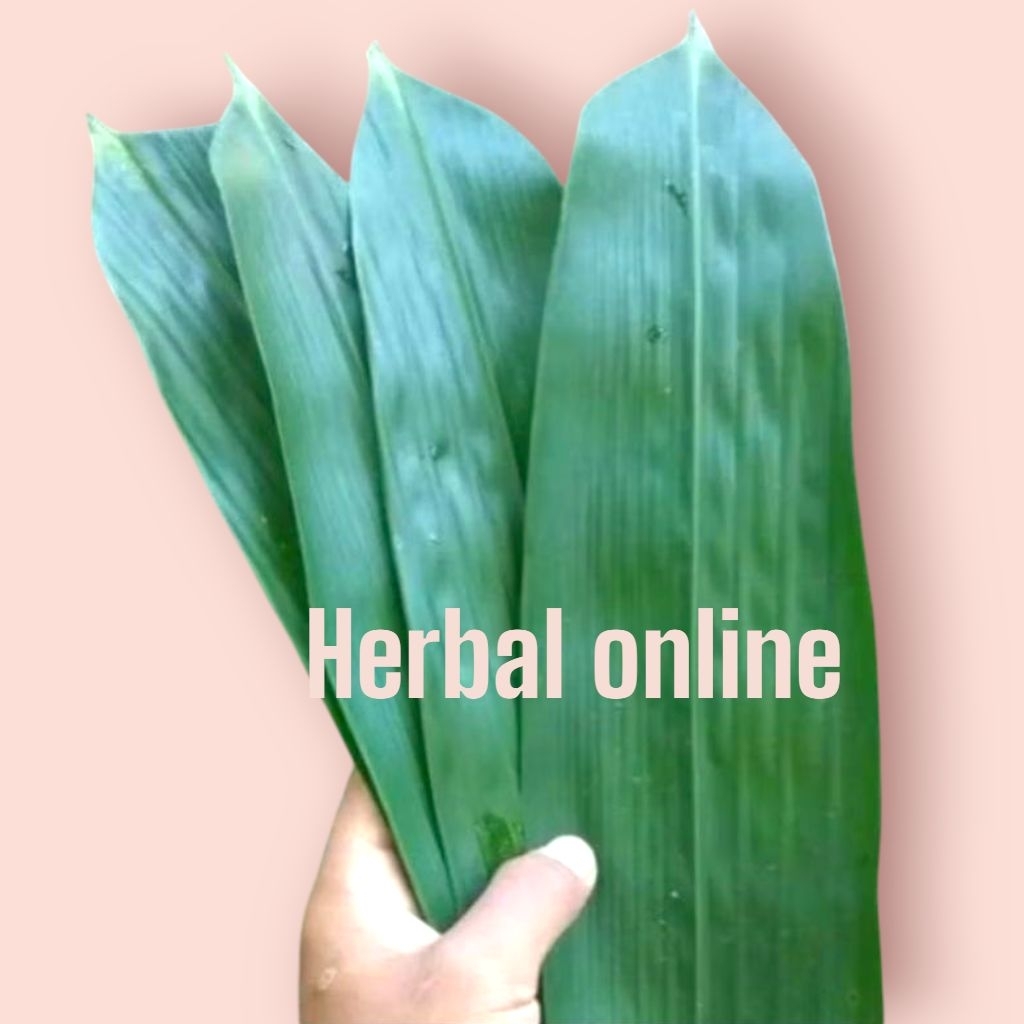 

15 lembar daun bambu segar daun bacang daun bakcang daun bambu