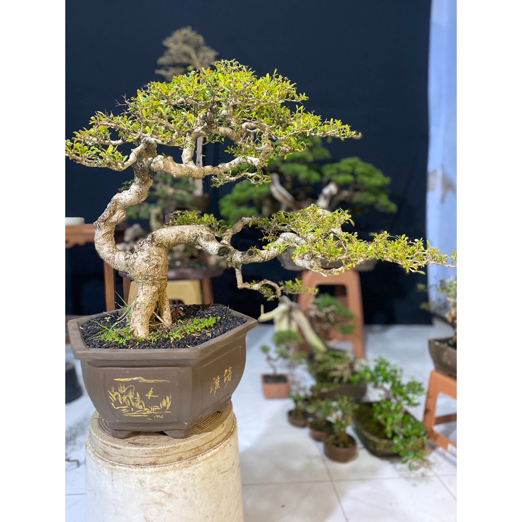Bonsai Black Olive / Bucida siap pajang siap kontes