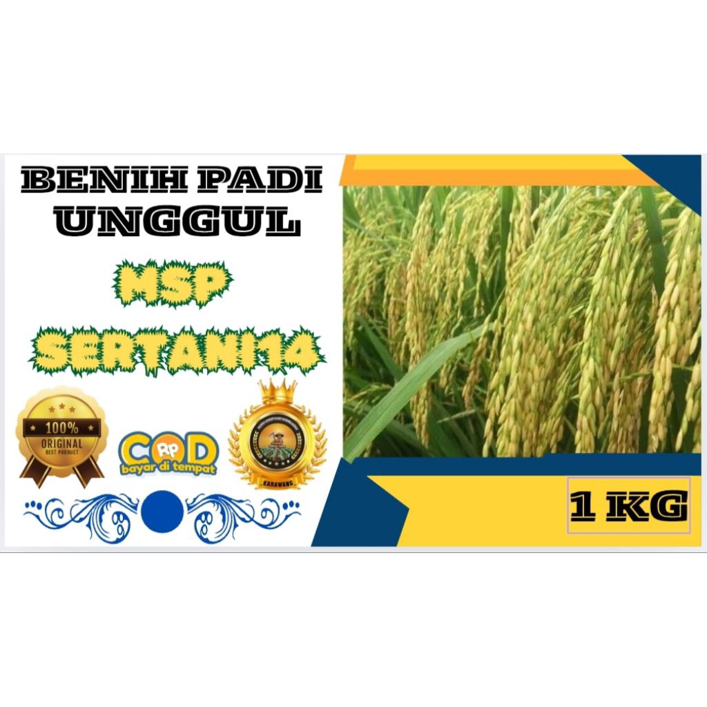 BENIH PADI UNGGUL MSP SERTANI 14 BERKUALITAS KEMASAN 1KG