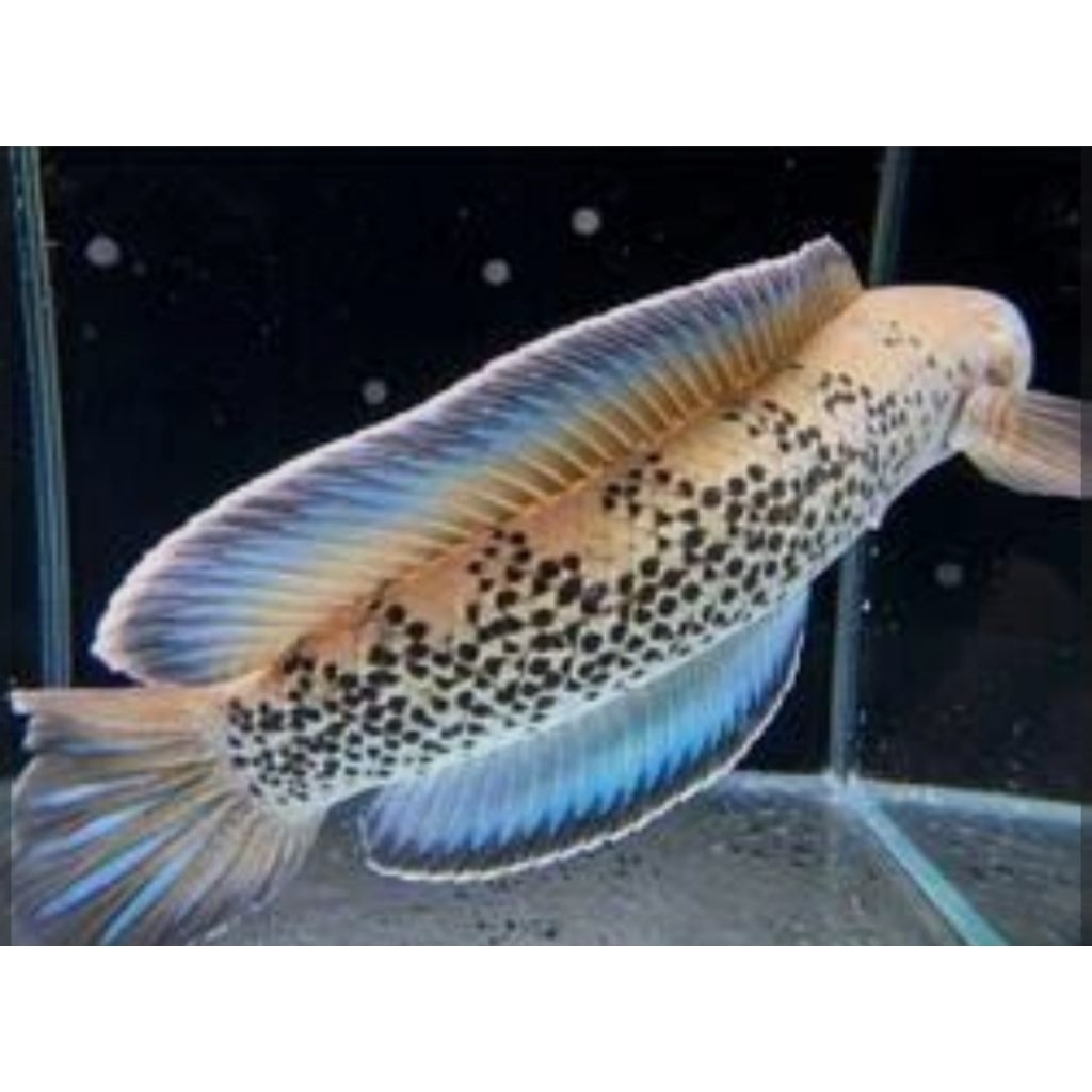 stewarti jumbo wc size 20-29cm