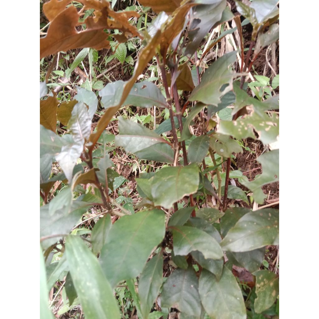 

daun herbal han dalem segar 100/gram