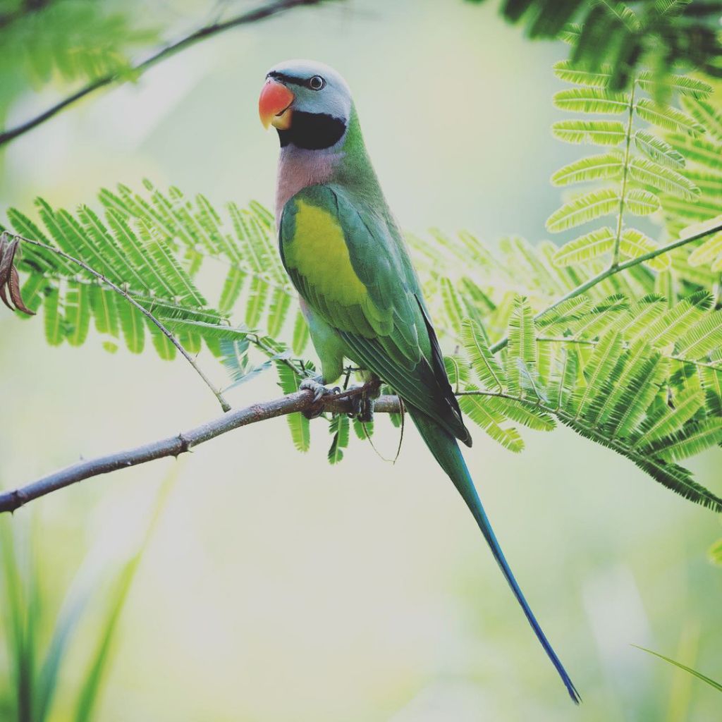 Burung btet jw Pilihan Sehat Mulus Jinak Total Aman Untuk Mainan