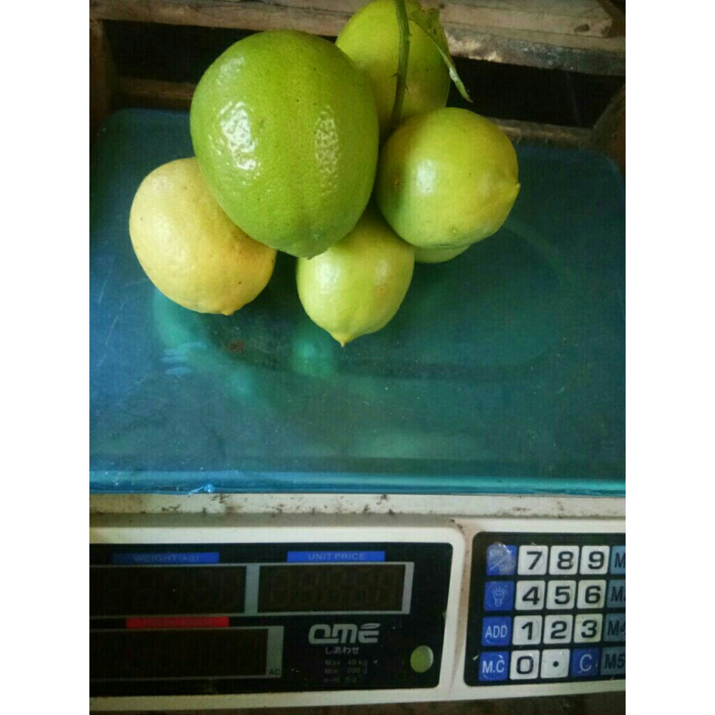 

lemon lokal segar 1kg