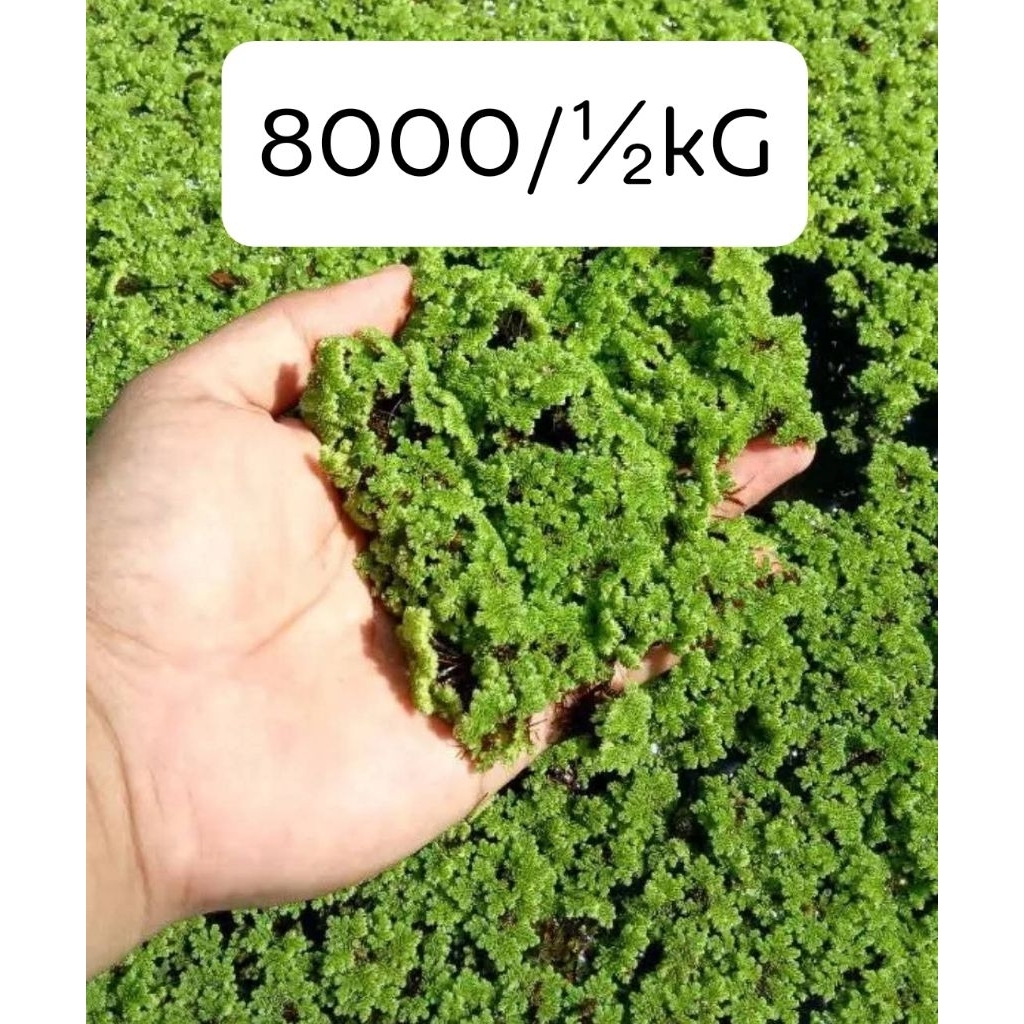 

Azolla Super ½ kG fresh 500 gram ready langsung kirim hari yg sama