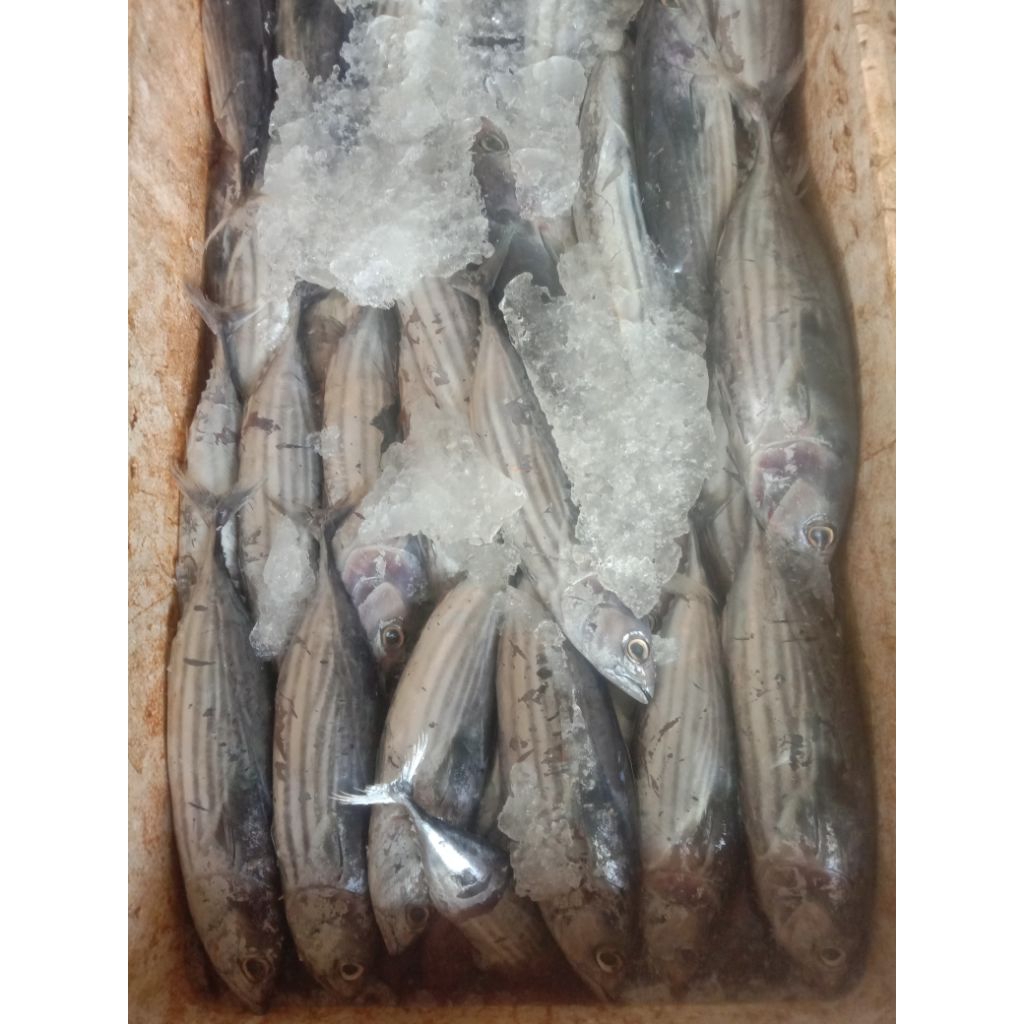 

Ikan Tongkol